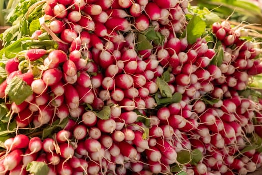 a bunch of organic radishes sold on the market