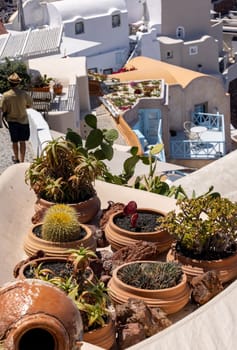 Santorini, Greece. Green succulents with white houses background.