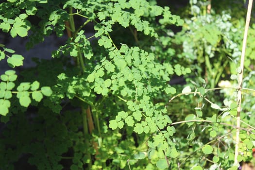 Thalictrum in the autumn in the garden