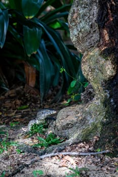 A monitor lizard crawled on the moist ground at the base of a tree. In some universities, this is normal. It's not afraid of people watching. It is like a representative of the rich nature of Thailand