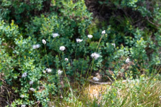 Cotton grasses ( Eriophorum ) in the Black Moor in the Rhoen, Germany