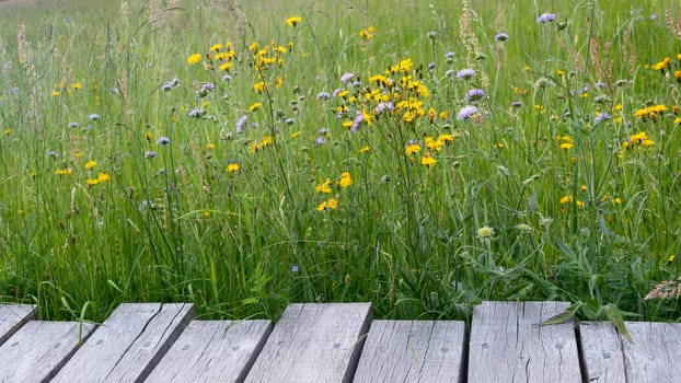 Wooden planks with green meadow and yellow flower