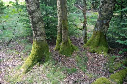 Trees in the forest overgrown with green moss
