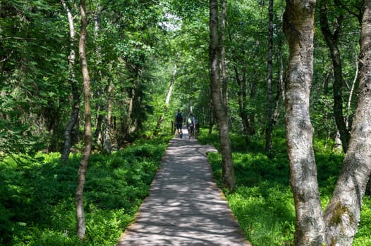 Carpathian birch forest with wooden footbridge in the red moor in the high Rhön, Hesse, Germany