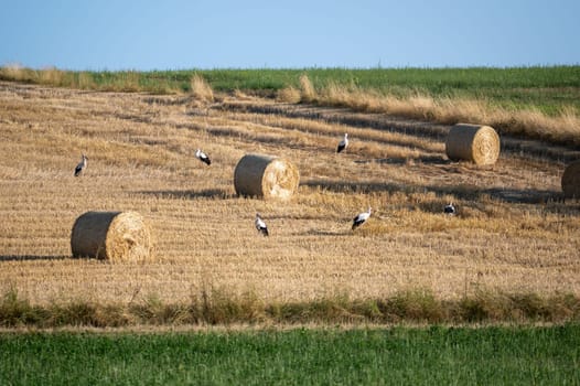 White storks ( Ciconia ciconia ) between hay bales in a harvested field with blue sky