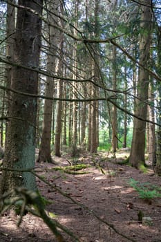 Bare trees in the forest in sunlight