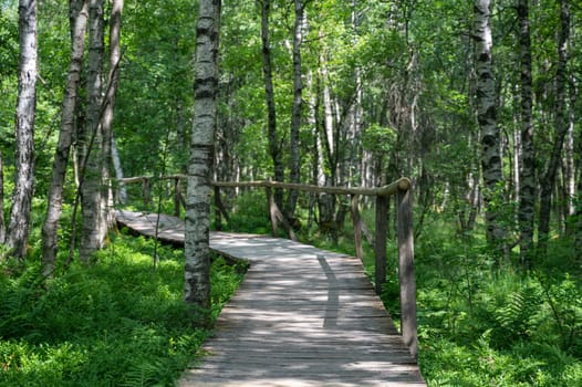 A Carpathian birch ( Betula carpatica ) forest with wooden footbridge in the red moor in the high Rhön, Hesse, Germany