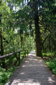 A lbig tree and Carpathian birch ( Betula carpatica ) forest with wooden footbridge in the red moor in the high Rhön, Hesse , Germany