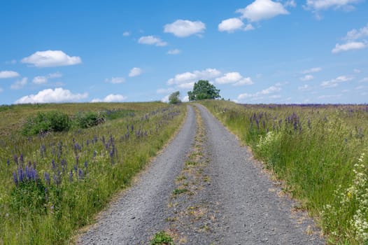 Flower meadow with some trees, a small dirt road and blue sky in the high Rhön, Bavaria, Germany