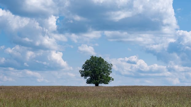 A tree in the middle of a field with blue sky and clouds