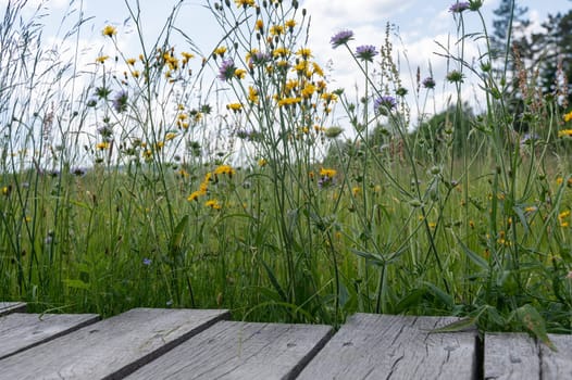 Wooden planks with green meadow and yellow flower