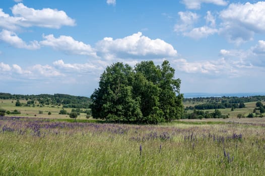 Landscape with green meadows and lupins in the high Rhoen, Bavaria, Germany