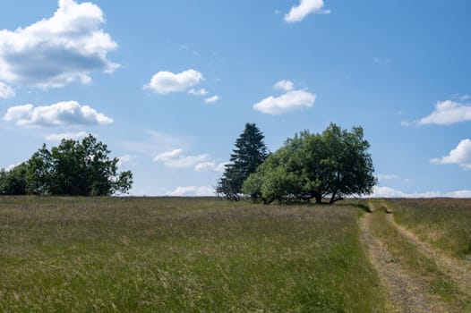 Green landscape with a dirt road, trees and blue sky