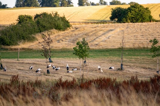 Many white storks ( Ciconia ciconia ) gather in a green meadow towards evening and preen themselves