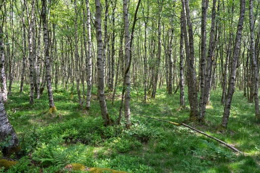 Carpathian birch forest ( Betula carpatica ) in the red bog in the High Rhön, Hesse, Germany