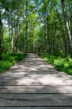 A Carpathian birch ( Betula carpatica ) forest with wooden footbridge in the red moor in the high Rhön, Hesse, Germany