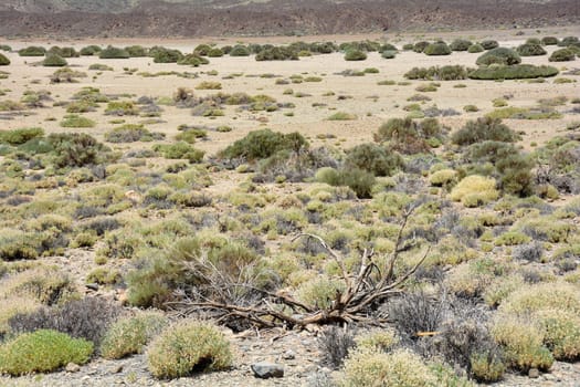 Volcanic landscape in El Teide National Park on the Canary Island of Tenerife, Spain