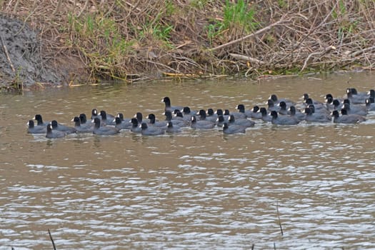 A Large Group of American Coots in a Wildlife Refuge in the Ted Shanks Wildlife Management Area in Missouri