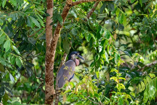 Boat-billed heron (Cochlearius cochlearius) hidden in mangrove swamps in river Bebedero, Palo Verde National park Wildlife Reserve, Costa Rica wildlife. Wildlife and birdwatching in Costa Rica.