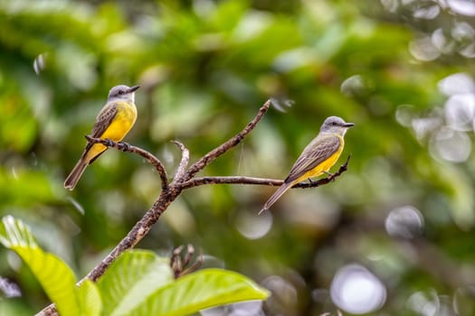 Tropical kingbird (Tyrannus melancholicus) is a large tyrant flycatcher bird. Refugio de Vida Silvestre Cano Negro, Wildlife and bird watching in Costa Rica.