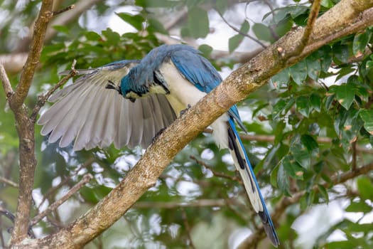 White-throated magpie-jay (Calocitta formosa) sitting on a tree, Rincon de la Vieja National Park, Parque Nacional Rincon de la Vieja, Guanacaste Province, Costa Rica