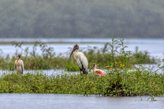 Wood stork (Mycteria americana), large American wading bird in the family Ciconiidae. Refugio de Vida Silvestre Cano Negro, Wildlife and bird watching in Costa Rica.