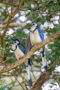 White-throated magpie-jay (Calocitta formosa) sitting on a tree, Rincon de la Vieja National Park, Parque Nacional Rincon de la Vieja, Guanacaste Province, Costa Rica
