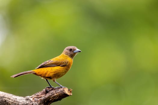 Scarlet-rumped tanager female (Ramphocelus passerinii). Bird perched on tree trunk. Refugio de Vida Silvestre Cano Negro, Wildlife and bird watching in Costa Rica.