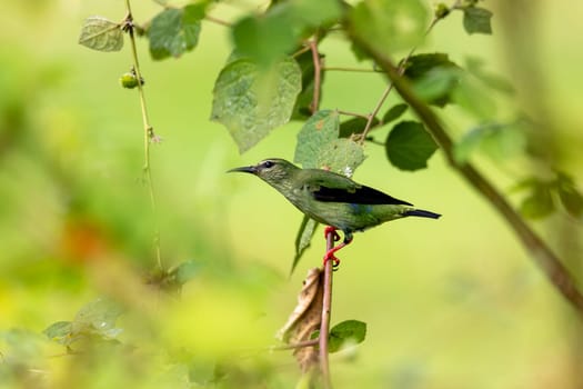 Female of bird Red-legged honeycreeper (Cyanerpes cyaneus), Refugio de Vida Silvestre Cano Negro, Wildlife and bird watching in Costa Rica.