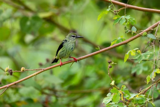 Female of bird Red-legged honeycreeper (Cyanerpes cyaneus), Refugio de Vida Silvestre Cano Negro, Wildlife and bird watching in Costa Rica.