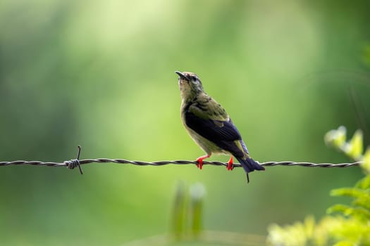 Female of bird Red-legged honeycreeper (Cyanerpes cyaneus), Refugio de Vida Silvestre Cano Negro, Wildlife and bird watching in Costa Rica.