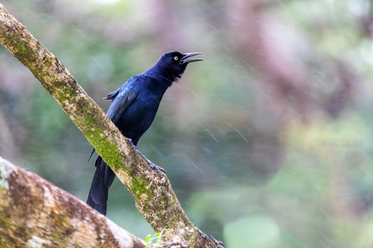Great-tailed grackle or Mexican grackle (Quiscalus mexicanus) is a medium-sized, highly social passerine bird. Rincon de la Vieja National Park, Guanacaste Province, Costa Rica