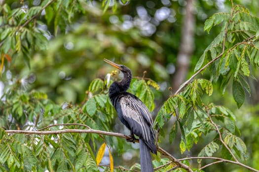 Tropical bird Snakebird, darter, American darter, or water turkey, (Anhinga anhinga). Refugio de Vida Silvestre Cano Negro, Wildlife and bird watching in Costa Rica.