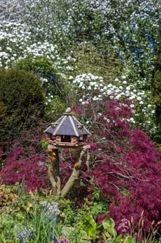 blooming trees in a spring garden, springtime, Germany