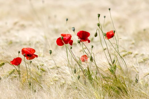 in the barley field - wild poppy flowers - soft focus
