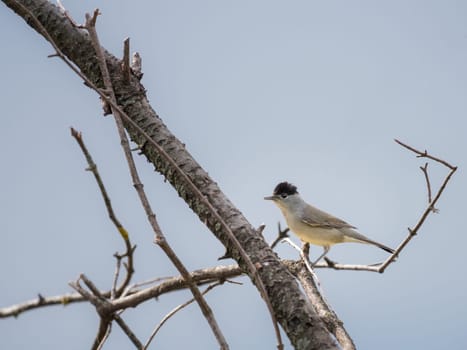 Blackcap (Sylvia atricapilla ), perched on a branch