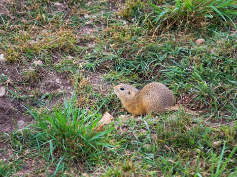 European ground squirrel standing in the grass. Spermophilus citellus Wildlife scene from nature. Ground squirrel on meadow