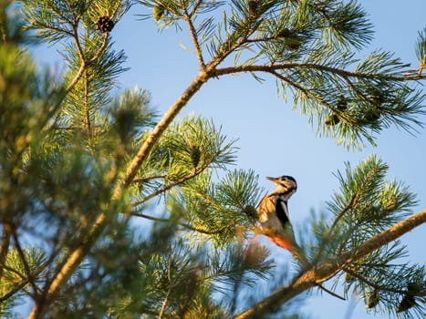woodpecker at a pine tree in Burgenland