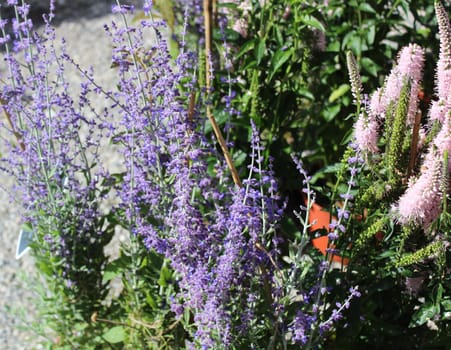 Blossoming russian sage in the garden