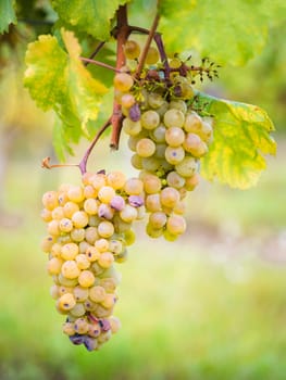White wine grape leaved for making of Ice wine, Austria