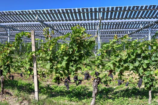 Translucent photovoltaic modules for roofing as hail and rain protection for healthy plants and power supply.