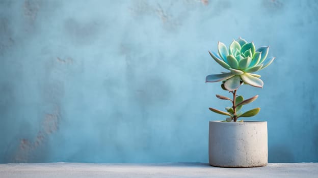 succulent in a pot on a light blue background.free space for text.