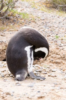 Magellanic penguin close up. Punta Tombo penguin colony, Patagonia, Argentina