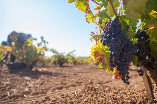 Grape pickers working at harvesting season. Bunch of grapes in the foreground