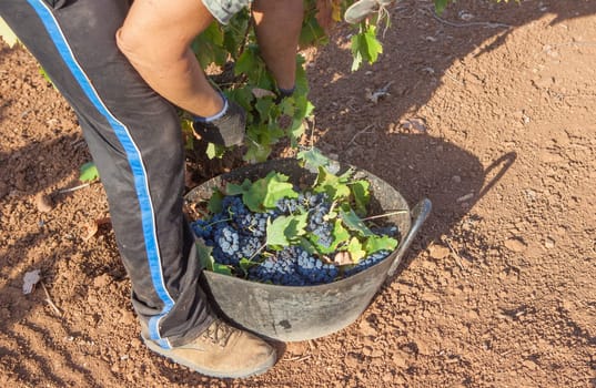 Grape picker working at harvesting season. Bucket full of red bunches