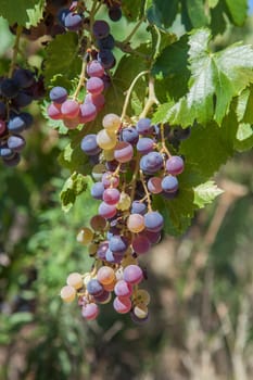 Bunch with grapes in various stages of ripening on the vine, Badajoz, Extremadura, Spain