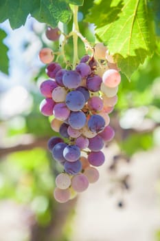 Bunch with grapes in various stages of ripening on the vine, Badajoz, Extremadura, Spain