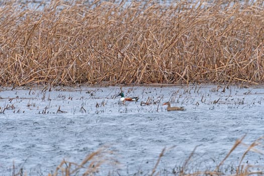 A Pair of Shoveler Ducks in a Refuge Pond in the Ted Shanks Wildlife Management Area in Missouri