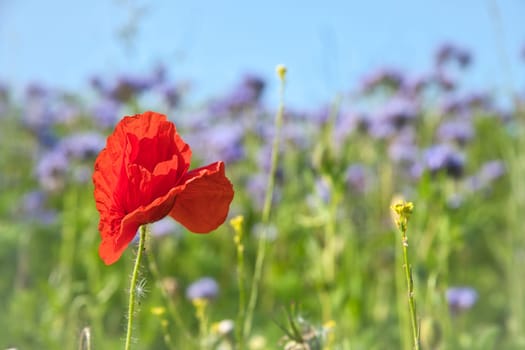Poppy flower in cornfield. Red petals in green field. Agriculture on the roadside. Flower photo from nature