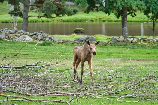 Moose baby in motion on a meadow. Young animal from the forest. King of the forest. Brown fur of the mammal. Animal photo from Scandinavia, Sweden